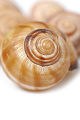 group of Beautiful sea shell. isolated on white background