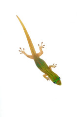Fototapeta premium phelsuma laticauda laticauda