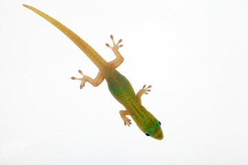 Naklejka premium Kleiner Gecko