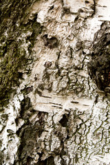 Birch bark texture for background or pattern use