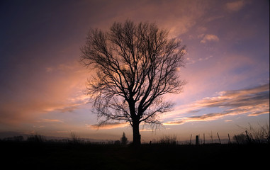Arbol en atardecer
