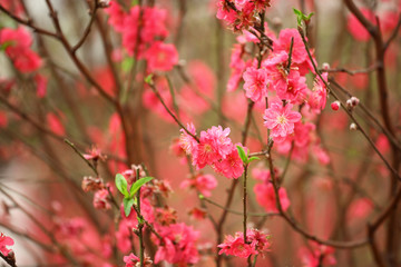 Fototapeta na wymiar Cherry blossoms in full bloom