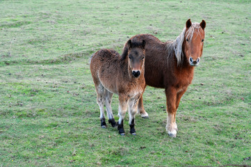 Ponies