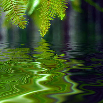 Ferns with Bokeh background
