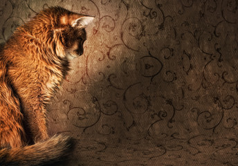 Somali cat on vintage wallpapers - obrazy, fototapety, plakaty