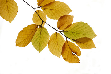 Autumn leaves