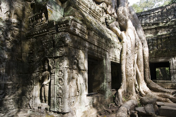 Fototapeta premium Tree roots Angkor Temple Ruins