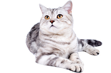 Fototapeta premium cat