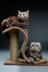 Obraz premium cat