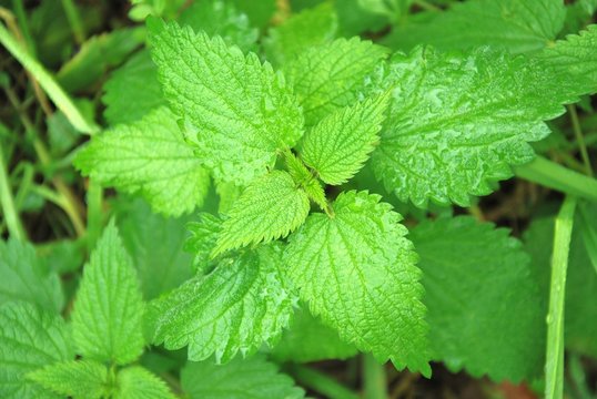 ortica erba selvatica