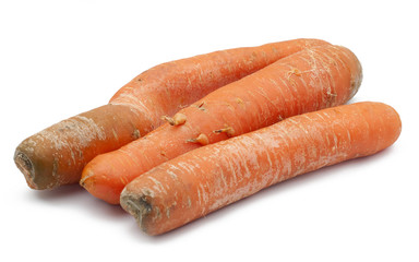 carrot