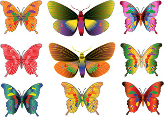 Plakat set of different multicolored butterflies