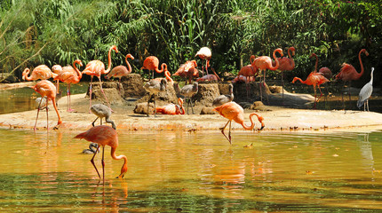 Chilean flamingos