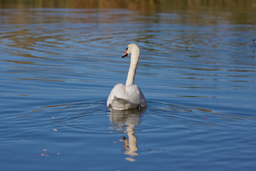 The back view of whooper swan