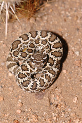 Crotalus oreganus helleri