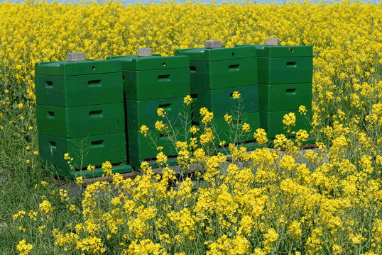 Gr&uuml;ne Bienenk&ouml;rbe im gelben Rapsfeld