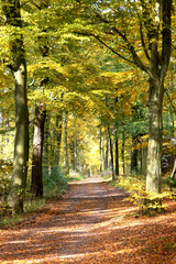 Wald Stimmung im Herbst