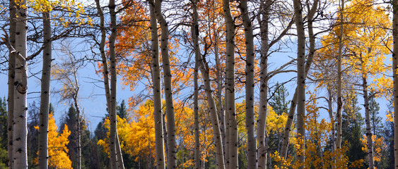 Panoramic view of Aspen trees in Rocky mountains