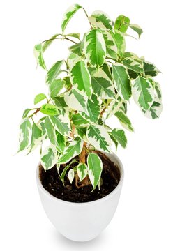 Green ficus tree in a white pot isolated on white