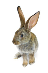 Happy New Year of rabbit