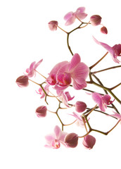Fototapeta na wymiar abundant flowering of pink stripy phalaenopsis orchid i
