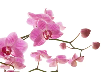 Papier Peint photo Orchidée abundant flowering of pink stripy phalaenopsis orchid i