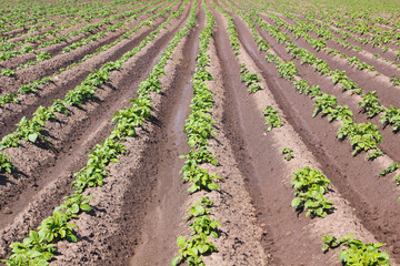 Fototapeta na wymiar Potato field