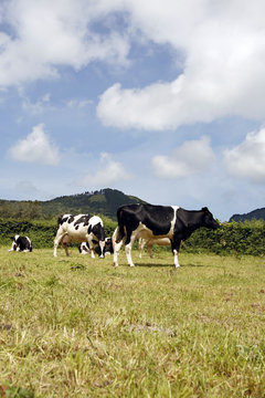 vacas no monte