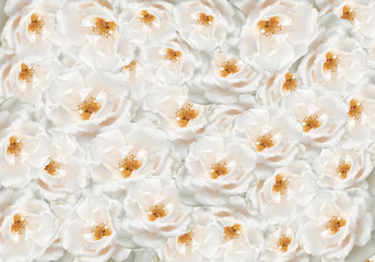 floral rose flower backdrop