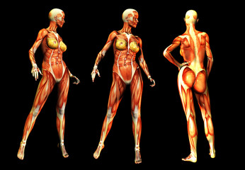 Females With Muscles