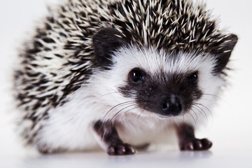 Hedgehog