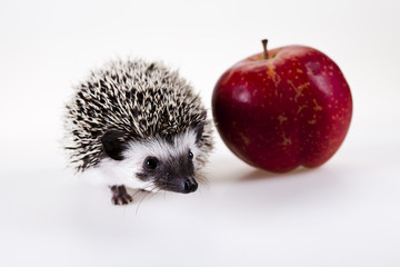 Hedgehog with apple