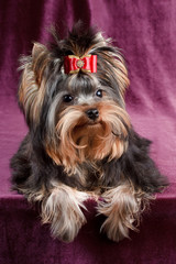 Yorkshire terrier puppy