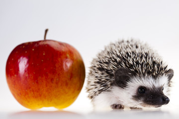 Hedgehog with apple