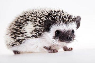 Hedgehog