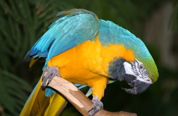 blue and gold macaw
