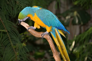 blue and gold macaw