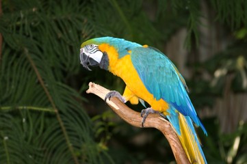 blue and gold macaw