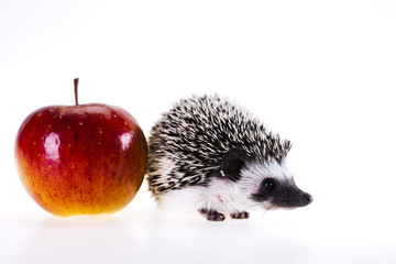 Hedgehog with apple