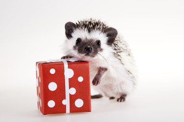 Hedgehog christmas © Sebastian Duda