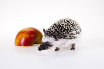 Hedgehog with apple