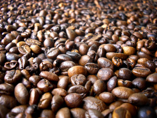 Wild Coffe Beans