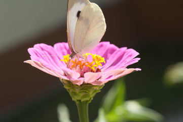 Obraz na płótnie Canvas butterfly on Pink flowers