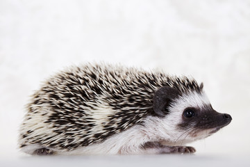 Hedgehog