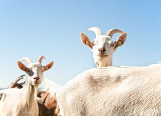 Nosy Goats