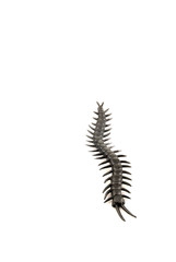 Scolopendra gigantina