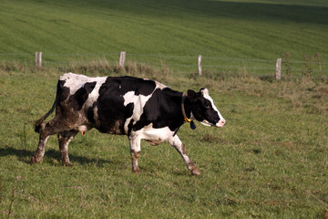 Fototapeta na wymiar Laufende Kuh auf einer Weide