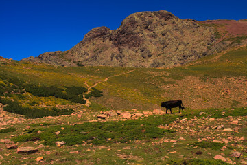 Bull on an alpine meadow