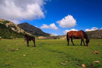 Horses on an alpine meadow