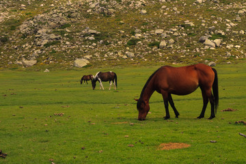 Three horses on an alpine meadow
